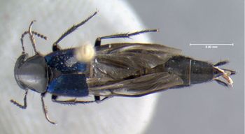 Media type: image;   Entomology 601682 Aspect: habitus dorsal view